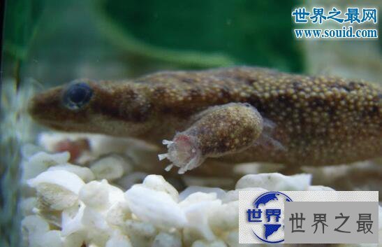 【图】世界上体型最小的鳄鱼，非洲侏儒鳄(被人类肆意