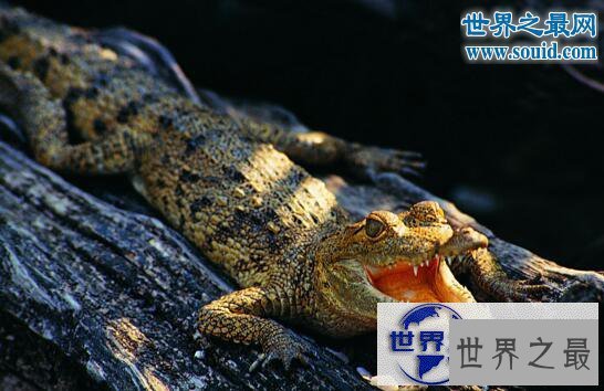 【图】世界上体型最小的鳄鱼，非洲侏儒鳄(被人类肆意