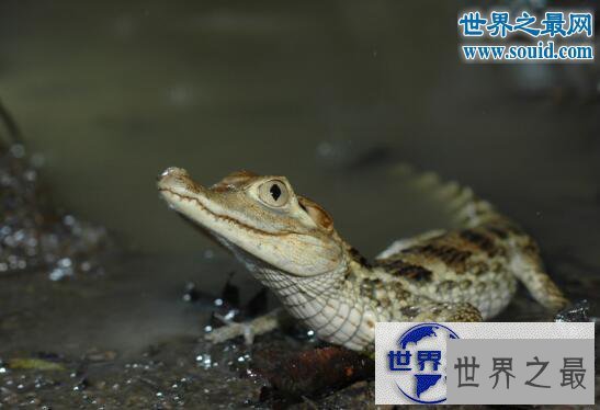 【图】世界上体型最小的鳄鱼，非洲侏儒鳄(被人类肆意