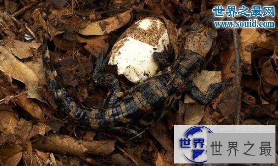 【图】世界上体型最小的鳄鱼，非洲侏儒鳄(被人类肆意