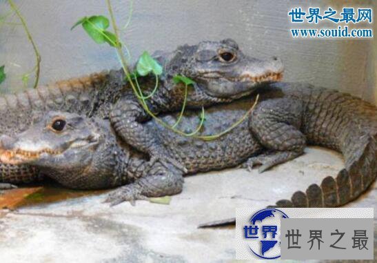 【图】世界上体型最小的鳄鱼，非洲侏儒鳄(被人类肆意