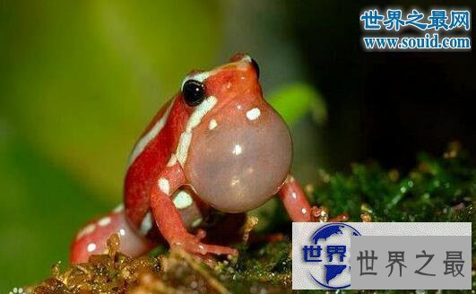 【图】幽灵箭毒蛙,长相炫酷却有剧毒(一次可瞬杀10人