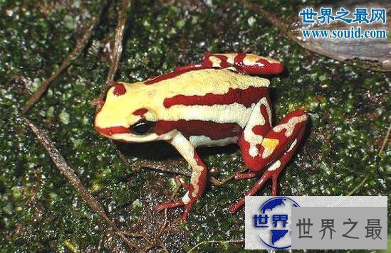 【图】幽灵箭毒蛙,长相炫酷却有剧毒(一次可瞬杀10人