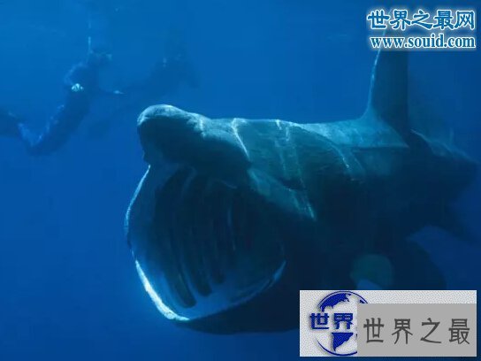 【图】世界上最大的硬骨鱼类，身长27米的利兹鱼(鲸鲨