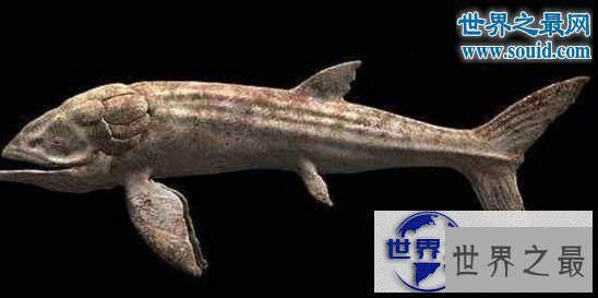 【图】世界上最大的硬骨鱼类，身长27米的利兹鱼(鲸鲨