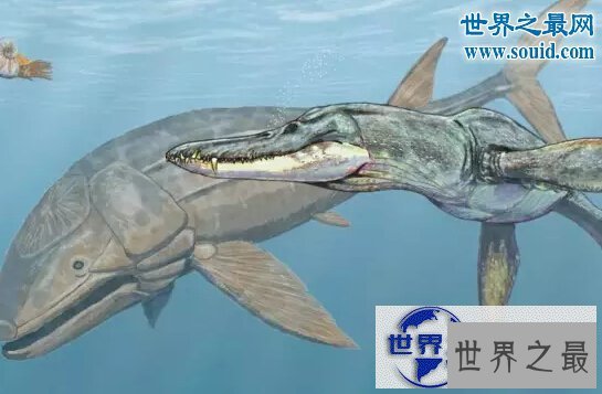 【图】世界上最大的硬骨鱼类，身长27米的利兹鱼(鲸鲨