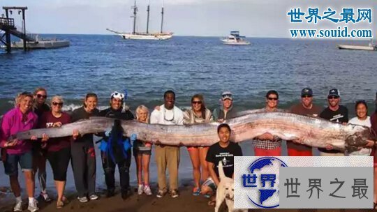 【图】世界上最大的硬骨鱼类，身长27米的利兹鱼(鲸鲨