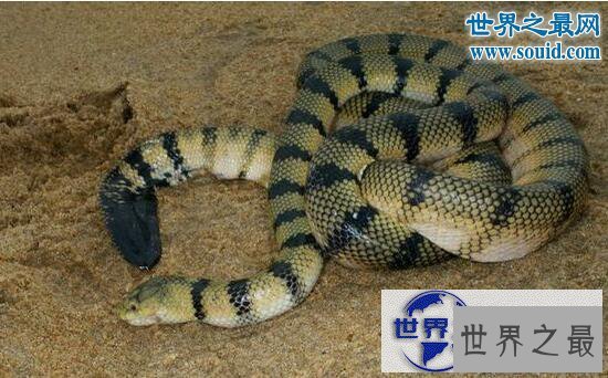 【图】最长寿的蛇绿茸线蛇，已活1867岁(能活20万年)