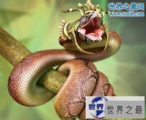 【图】最长寿的蛇绿茸线蛇，已活1867岁(能活20万年)