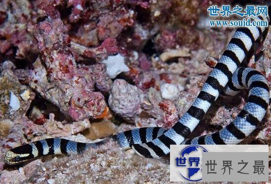 【图】最长寿的蛇绿茸线蛇，已活1867岁(能活20万年)