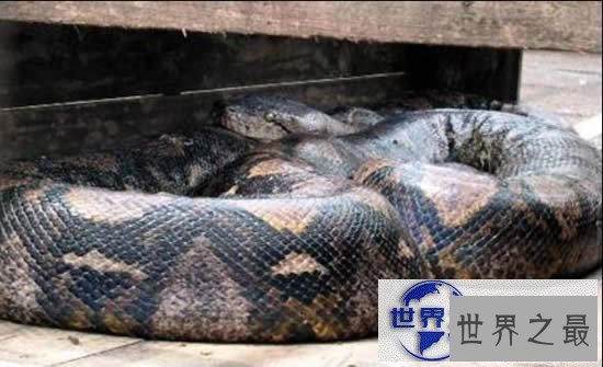【图】最长寿的蛇绿茸线蛇，已活1867岁(能活20万年)