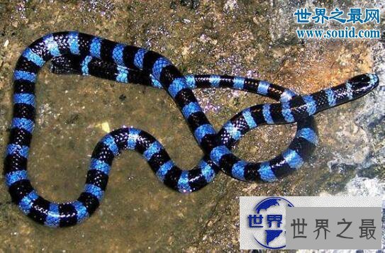 【图】最长寿的蛇绿茸线蛇，已活1867岁(能活20万年)