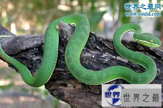 【图】世界十大名蛇，变色蛇(超强的隐身术)