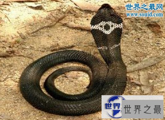 【图】世界十大名蛇，变色蛇(超强的隐身术)