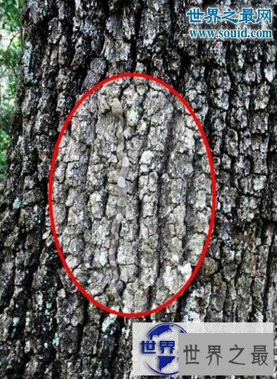 【图】世界十大名蛇，变色蛇(超强的隐身术)