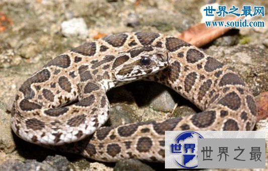 【图】世界十大名蛇，变色蛇(超强的隐身术)