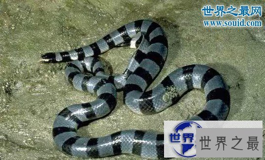 【图】世界十大名蛇，变色蛇(超强的隐身术)