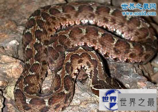 【图】世界十大名蛇，变色蛇(超强的隐身术)