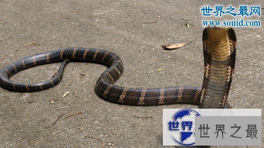 【图】世界十大名蛇，变色蛇(超强的隐身术)