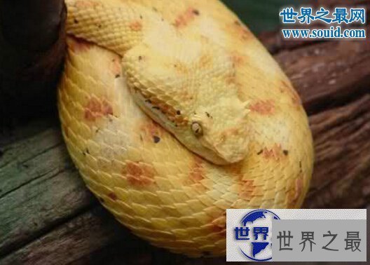 【图】世界十大名蛇，变色蛇(超强的隐身术)