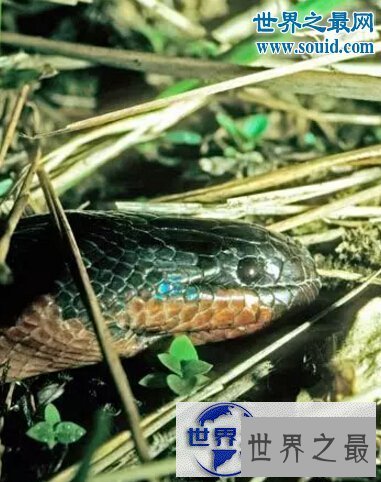 【图】世界十大名蛇，变色蛇(超强的隐身术)