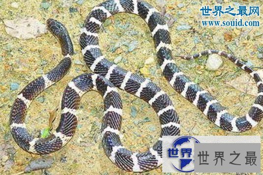 【图】世界十大名蛇，变色蛇(超强的隐身术)