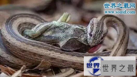 【图】世界十大名蛇，变色蛇(超强的隐身术)