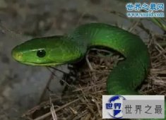 【图】世界十大名蛇，变色蛇(超强的隐身术)