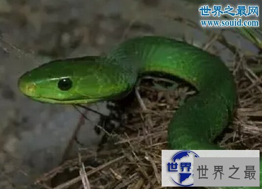 【图】世界十大名蛇，变色蛇(超强的隐身术)