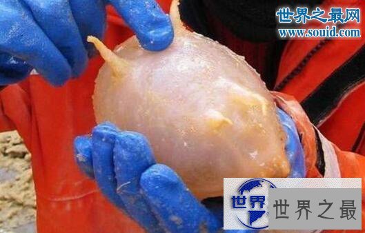 【图】世界十大怪异的海洋生物,海猪(水乎乎的多脚生