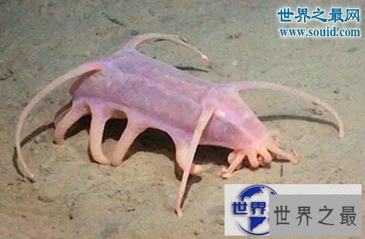 【图】世界十大怪异的海洋生物,海猪(水乎乎的多脚生
