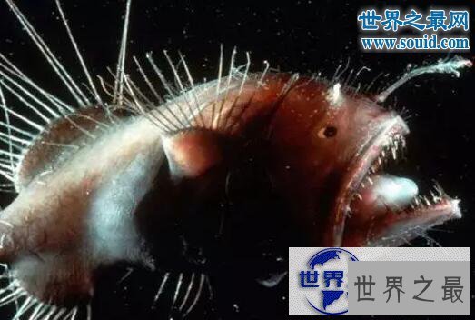 【图】世界十大怪异的海洋生物,海猪(水乎乎的多脚生