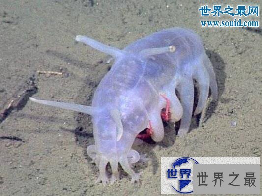 【图】世界十大怪异的海洋生物,海猪(水乎乎的多脚生