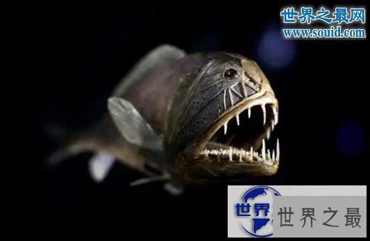 【图】世界十大怪异的海洋生物,海猪(水乎乎的多脚生