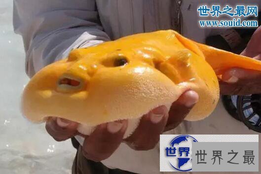 【图】世界十大怪异的海洋生物,海猪(水乎乎的多脚生