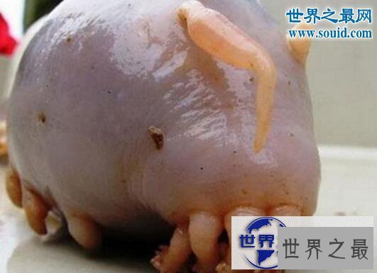 【图】世界十大怪异的海洋生物,海猪(水乎乎的多脚生