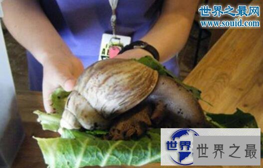 【图】世界上破坏性最强的蜗牛,非洲大蜗牛(田园杀手