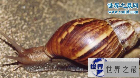 【图】世界上破坏性最强的蜗牛,非洲大蜗牛(田园杀手