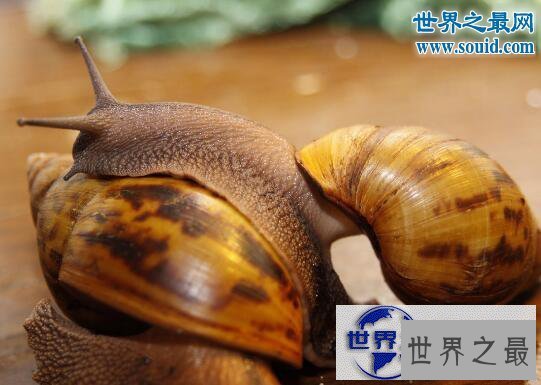 【图】世界上破坏性最强的蜗牛,非洲大蜗牛(田园杀手