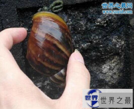 【图】世界上破坏性最强的蜗牛,非洲大蜗牛(田园杀手