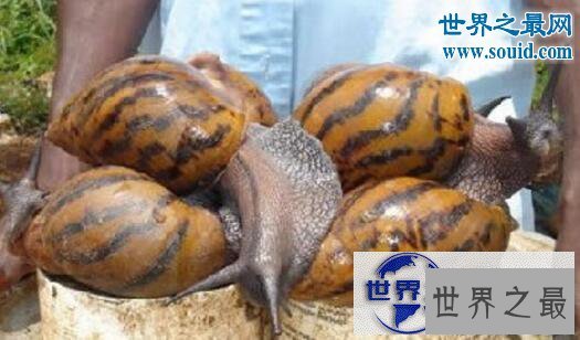 【图】世界上破坏性最强的蜗牛,非洲大蜗牛(田园杀手