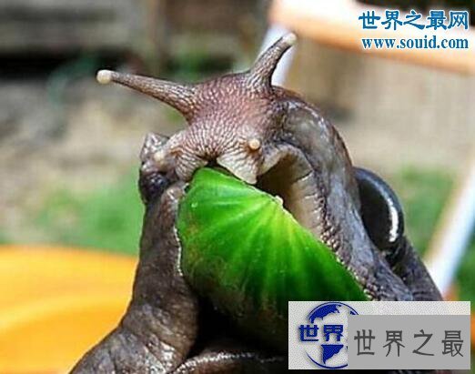 【图】世界上破坏性最强的蜗牛,非洲大蜗牛(田园杀手