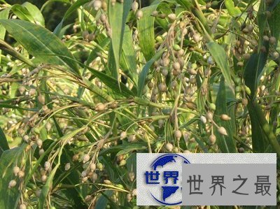 【图】薏米，小小个头大大作用，百姓身边的良药！