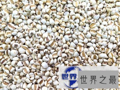 【图】薏米，小小个头大大作用，百姓身边的良药！