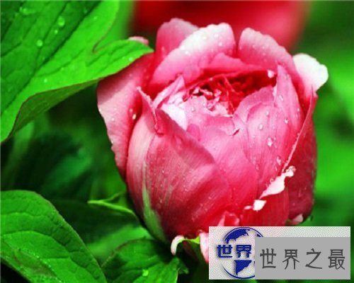 【图】世界上最美丽的花，娇艳的牡丹花。