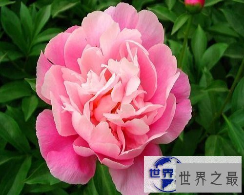 【图】世界上最美丽的花，娇艳的牡丹花。