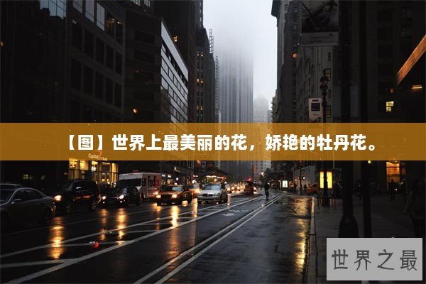 【图】世界上最美丽的花，娇艳的牡丹花。