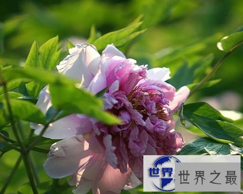 【图】世界上最美丽的花，娇艳的牡丹花。