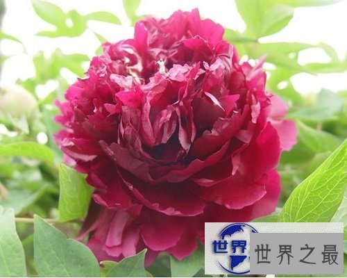 【图】世界上最美丽的花，娇艳的牡丹花。