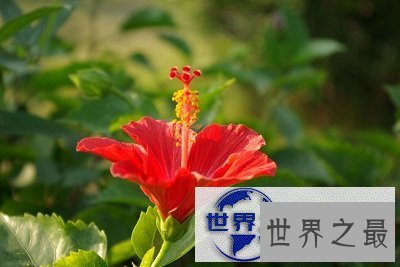 【图】扶桑，那片耀眼的红是否都入了你的眼帘？